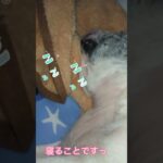 ＃フレンチブルドッグ＃シニア犬＃全盲＃７歳子供と11歳シニア犬、夢の中まで５分早すぎるでしょ〜