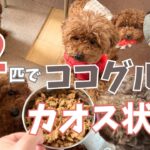 偏食気味のシニア犬がココグルメを食べたら・・12匹でココグルメ解凍方法から与え方も！