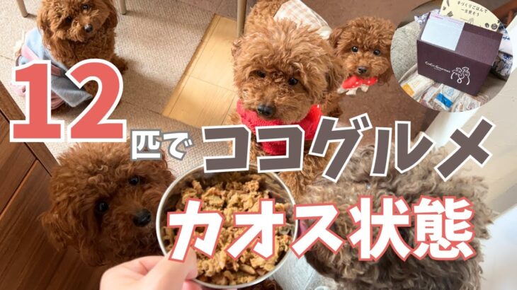 偏食気味のシニア犬がココグルメを食べたら・・12匹でココグルメ解凍方法から与え方も！