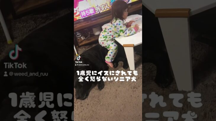 我が家のシニア犬優しすぎるんです😭❤️#ラブラドールレトリバー #シニア犬 #黒ラブ #13歳 #1歳児 #子どもと犬がいる生活