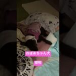 #犬 #シニア #プードル17歳14歳#高齢犬 #おばあちゃん犬 #可愛い寝相😆👍