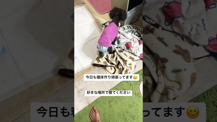 #犬 #シニア #プードル17歳14歳 #我が家の可愛いおばあちゃん犬#夜の寝床作り😄