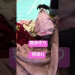 #犬 #シニア #プードル17歳14歳#高齢犬 #おばあちゃん犬 #運動#寝床作り#日常