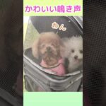 シニア犬のかわいい鳴き声🐶【トイプードル&チワマル】#マルチーズ #チワワ #犬のいる暮らし