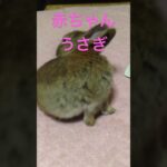 赤ちゃんうさぎ#シニア #うさぎ #いやし