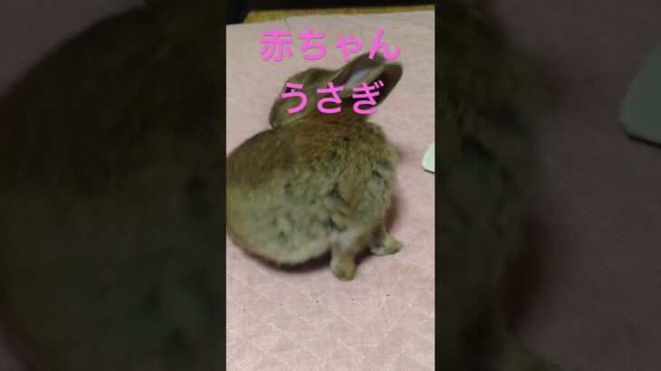 赤ちゃんうさぎ#シニア #うさぎ #いやし