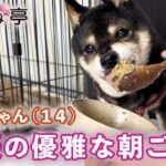 かわいい豆柴✨シニア犬シズちゃん特集！まめしば亭ブログ・vlog