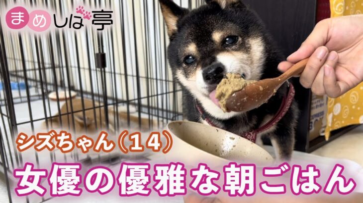 かわいい豆柴✨シニア犬シズちゃん特集！まめしば亭ブログ・vlog