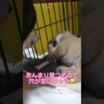 豆柴赤ちゃん🎶ちゃんと寝てるか💤シニア犬のしずチェック☝️まめしば亭ブログvlog #shorts