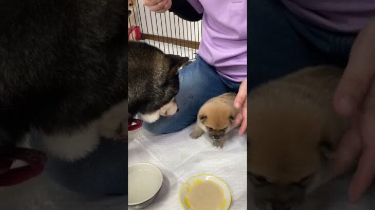 豆柴赤ちゃん✨シニア犬ジズちゃんがご飯中の赤ちゃんを見守ってくれてます☺️まめしば亭ブログ・vlog #shorts