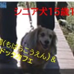 ＠シニア犬15歳10ヶ月千葉旅前編　茂原公園＆茂原ドックカフェへ！