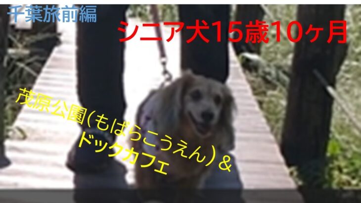 ＠シニア犬15歳10ヶ月千葉旅前編　茂原公園＆茂原ドックカフェへ！