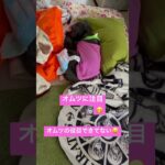 #犬 #シニア #プードル17歳14歳#老犬 #おばあちゃん犬 #寝相#可愛い🤭