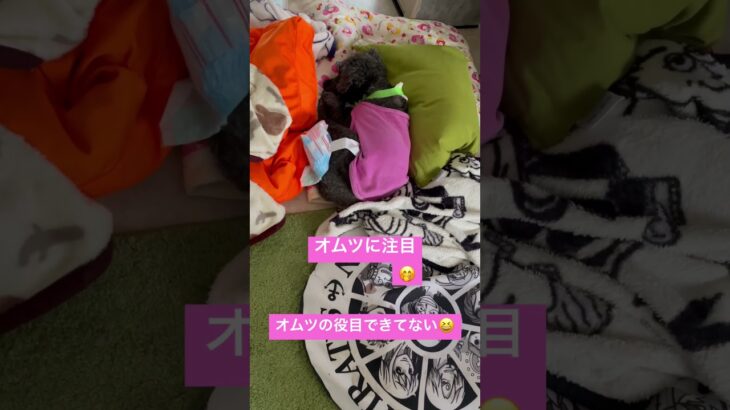 #犬 #シニア #プードル17歳14歳#老犬 #おばあちゃん犬 #寝相#可愛い🤭