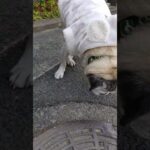 【シニアパグ】これがスマホに残された歩けていた頃の最後の記録　20220305 #パグ #puglife #シニア犬