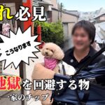 【30代・夫婦・シニア犬の旅】忘れたら筋トレになる江ノ島観光。怠けた男が愛犬連れて階段に挑戦したら•••