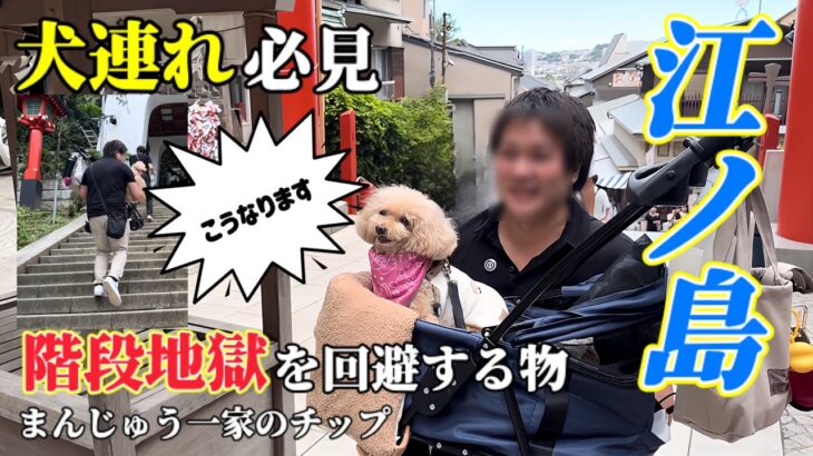 【30代・夫婦・シニア犬の旅】忘れたら筋トレになる江ノ島観光。怠けた男が愛犬連れて階段に挑戦したら•••