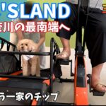 【30代、夫婦、シニア犬の旅】犬と泊まれるワンズランドを経て、神奈川最南端の城ヶ島を目指す。