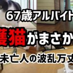 【60代一人暮らし】67歳アルバイトの日のお留守番保護猫がまさかの…【シニアVlog】