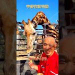 【頑張る70代】宇都宮動物園でキリンにエサやり！ #shorts #シニア #神山宗教