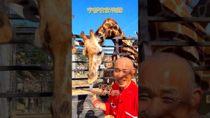 【頑張る70代】宇都宮動物園でキリンにエサやり！ #shorts #シニア #神山宗教