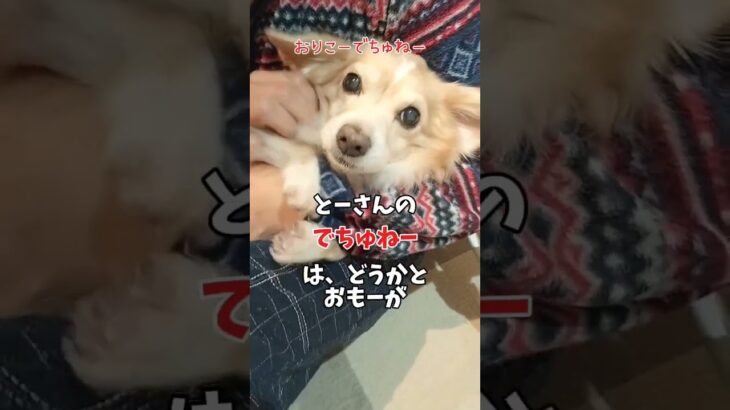 かわいいでちゅねー♡は当たり前なのだ。#チワックス #シニア犬との暮らし #犬のいる生活 #可愛い