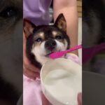 【豆柴犬】かわいいシニア犬ジズちゃんも水分補給🥰💕まめしば亭ブログvlog #shorts