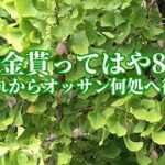 【年金シニア まだ現役】年金貰ってはや8年、これからオッサン何処へ行く