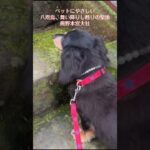 熊野本宮大社#世界遺産#和歌山#ミニチュアダックスフンド#miniaturedachshund#dog#シニア#大好き#幸せ#ありがとう#かわいい#楽しく生きる