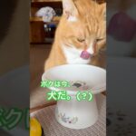 【保護ねこ】孤独のグルメ？うち猫の日常#shorts#catshorts #cat#cute #catlover #orangetabby #猫#ねこ#고양이#保護猫#ぽちゃ#シニア#かわいい#猫動画