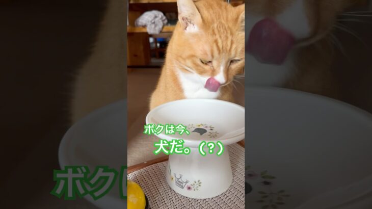 【保護ねこ】孤独のグルメ？うち猫の日常#shorts#catshorts #cat#cute #catlover #orangetabby #猫#ねこ#고양이#保護猫#ぽちゃ#シニア#かわいい#猫動画