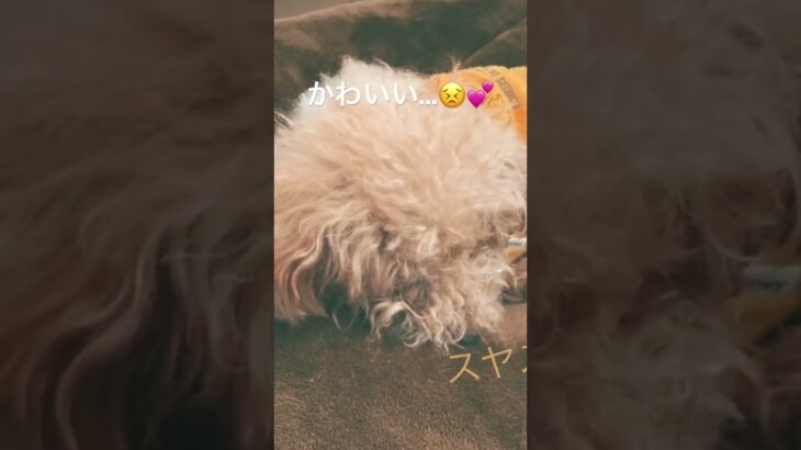 かわいい…。←親バカ😅　〜シニアデビュー🐶モコ〜