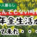 [シニアライフ]年金生活一人暮らしの日常／家庭菜園の野菜で食費を減らしたい