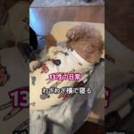 #シニア犬の日常#さみしがり犬