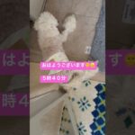 #犬 #シニア犬 #おじいちゃん犬 #癒し#トイプードル #夏