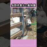 しなの鉄道軽井沢から小諸駅お花見「小諸城址懐古園」日本さくら名所100選　 #軽井沢移住 #旅行 #シニア #お花見　#桜 　#小諸