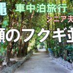 シニア夫婦と犬1匹が自作キャンピングシェルで行く沖縄一周車中泊旅行記14愛犬とめぐる備瀬のフクギ並木 | 緑のトンネル散策と絶景海岸サイクリング