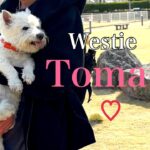 16歳シニアウエスティ🐶とまとちゃんと家族旅行♡