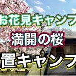 《シニア夫婦キャンプ》笠置キャンプ場で満開の桜を堪能🌸