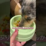 鳥羽わんわんパラダイスホテルで夕食タイム#伊勢旅行#シニア犬 #ライノくん #可愛い #おいさん