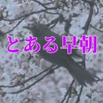 【年金シニアの現実】とある早朝