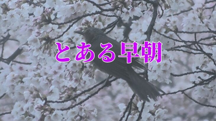 【年金シニアの現実】とある早朝