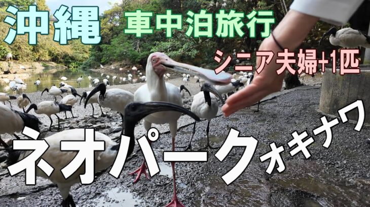 沖縄一周車中泊旅行記16【いくつになってもワクワク！ネオパークオキナワで動物たちとふれあい満喫】シニア夫婦と犬1匹が自作キャンピングシェルで行く