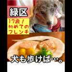 【埼玉・さいたま市緑区】17歳シニア犬！初めてのフレンチ体験 inドッグカフェ