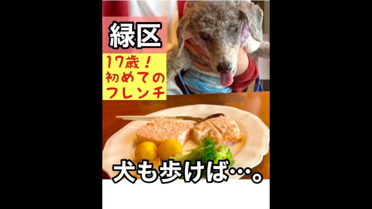 【埼玉・さいたま市緑区】17歳シニア犬！初めてのフレンチ体験 inドッグカフェ
