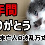 【60代一人暮らし】保護猫と年金2万円受給者の3年間【シニアVlog】