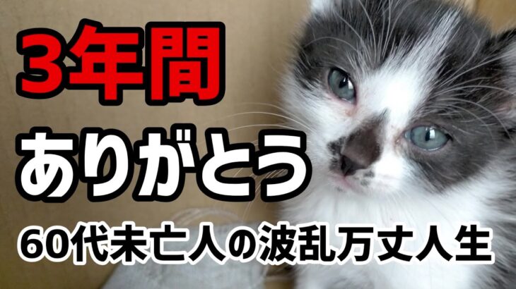 【60代一人暮らし】保護猫と年金2万円受給者の3年間【シニアVlog】