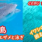 セブ島の旅、ジンベエザメと泳ぎ、イワシの大群に囲まれたツアーの紹介 CEBU セブ島【シニア夫婦・セブ旅行】旅ログ 069