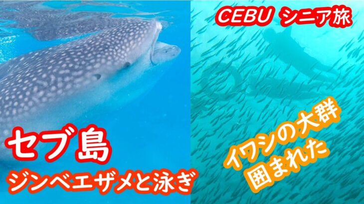 セブ島の旅、ジンベエザメと泳ぎ、イワシの大群に囲まれたツアーの紹介 CEBU セブ島【シニア夫婦・セブ旅行】旅ログ 069