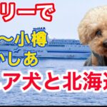 シニア犬とフェリーで北海道旅① #新日本海フェリー #hokkaido #トイプードル